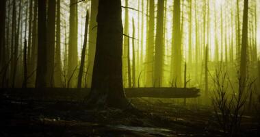 CGI Misty forest landscape showcasing the aftermath of a wildfire in twilight video