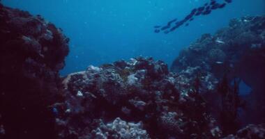 CGI Underwater exploration of coral reefs in a tranquil ocean setting video