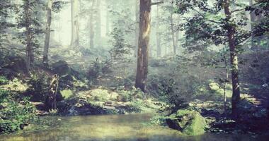 CGI Serene forest landscape captured in soft morning light near a tranquil stream video