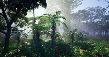 CGI Lush tropical forest with tall ferns under vibrant sunlight video