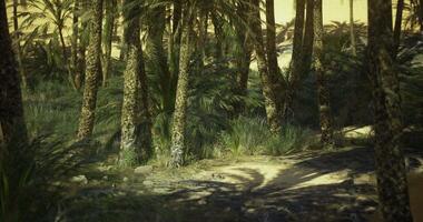 CGI Lush palm trees and dense foliage in a tranquil desert oasis setting video