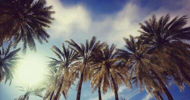 CGI Lush palm trees stretch towards a vibrant sky during a sunny day video