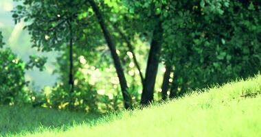 CGI Lush green landscape with sunlight filtering through trees in nature video