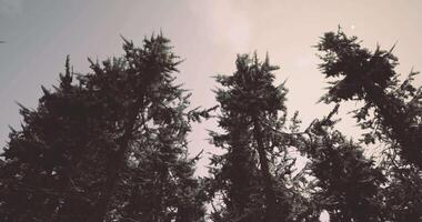 CGI Tall evergreen trees reaching towards a hazy sky in a serene forest video