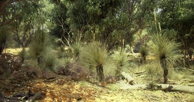 CGI Vibrant landscape of native grasses and rocky terrain in Australian bush video