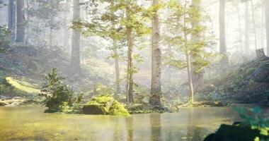 CGI Serene forest landscape with mist and calm waters during daylight hours video