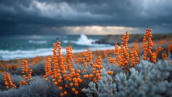 Orange Berry Plants on Coastal Dune Under a Stormy Cloudy Sky photo
