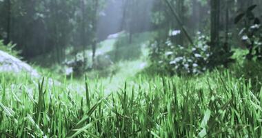 CGI Lush green grass thrives in sunlight within a peaceful forest setting video