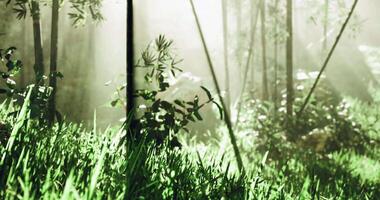 CGI Soft morning light filters through lush green foliage in tranquil forest video
