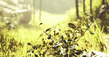 CGI Sunlight filters through trees in a serene forest clearing with lush greenery video