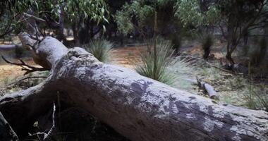 CGI Fallen tree surrounded by native vegetation in an Australian forest video