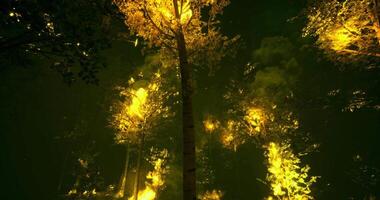 CGI Vibrant autumn trees glowing under soft twilight in a serene forest video