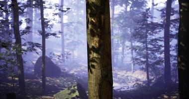 CGI Misty forest landscape with tall trees and rocky terrain in natural light video