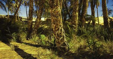 CGI Desert oasis with lush palm trees and vibrant vegetation at midday video