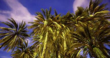 CGI Vibrant palm trees sway under a clear blue sky with soft cloud formations video