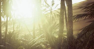 CGI Sunlight filters through palm trees in a serene desert landscape video
