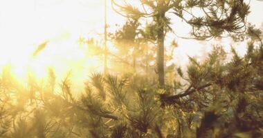 CGI Golden sunlight filters through pine tree branches in serene forest setting video