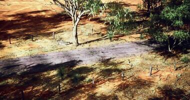 CGI Path through Australian outback under scattered trees on a sunny day video