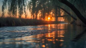 River Flows Under Weeping Willow at Sunset with Light Reflection photo