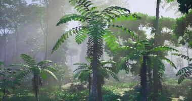 CGI Lush tropical forest with dense greenery under soft morning light video
