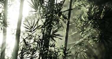 CGI Sunlight filtering through dense bamboo foliage in a tranquil forest setting video