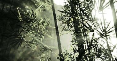 CGI Sunlight filtering through bamboo forest creates a tranquil atmosphere video