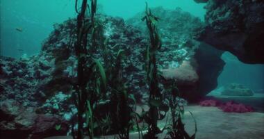 CGI Exploring a vibrant underwater ecosystem with coral reefs and sea plants video
