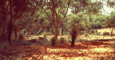 CGI Exploring a peaceful desert landscape with native trees and vegetation video