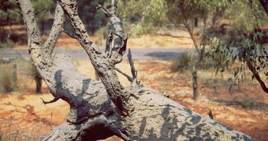 CGI Vivid view of a weathered tree trunk laying on red earth near a road video