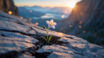Small White Flower Growing on Cracked Rock at Sunset Landscape photo