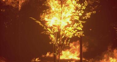 CGI Fire engulfs a tree in a forest during a wildfire at dusk video
