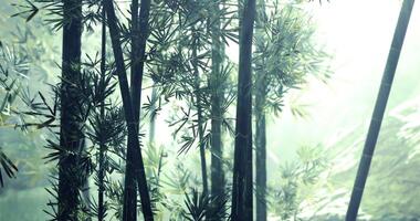 CGI Misty bamboo forest at dawn with soft light filtering through leaves video