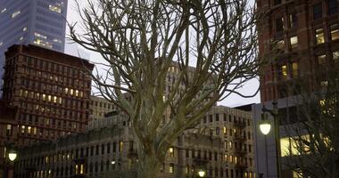 CGI Branches of a leafless tree stand tall against the urban skyline at dusk video