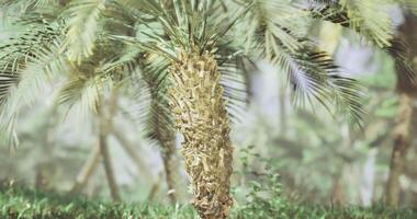 CGI Exploration of a tropical environment featuring an unusual palm tree video