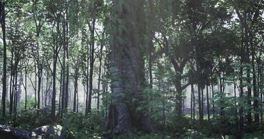 CGI A serene forest filled with tall trees and thick underbrush video