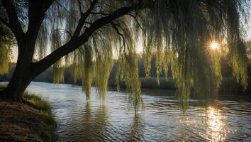Weeping Willow Overhanging River at Sunset with Glimmering Water Reflection photo