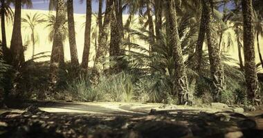 CGI Lush tropical oasis surrounded by palm trees near a vast desert landscape video