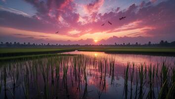 Paddy Field at Sunset Reflecting Clouds and Sky with Dragonflies photo