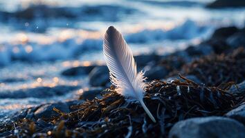 Feather on the Rocky Shoreline at Dusk with Gentle Waves photo