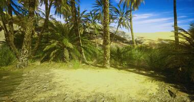 CGI Lush oasis landscape with palm trees and a vibrant sky in a desert setting video