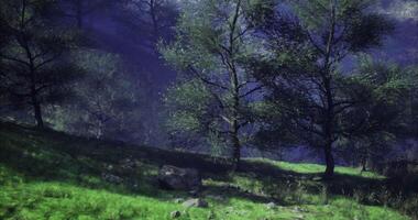 CGI Lush green landscape featuring trees and soft sunlight in a serene forest video