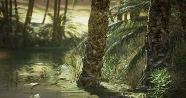 CGI A peaceful oasis showcases tall palm trees surrounded by lush greenery video