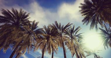 CGI Palm trees reaching for a bright sky in a tranquil tropical setting video