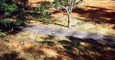 CGI View of a dusty road surrounded by sparse trees in the Australian outback video