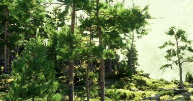 CGI Lush green forest with tall trees and vibrant underbrush in daylight video