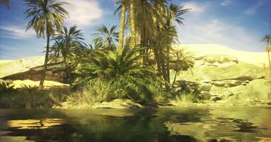CGI Desert oasis with palm trees and serene waters under a clear sky video
