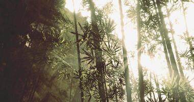 CGI Bamboo forest illuminated by sunlight in a serene natural setting video