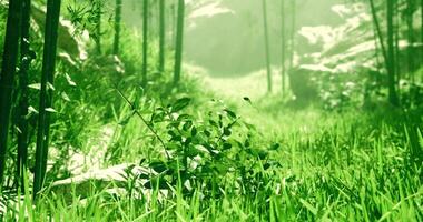 CGI Lush green landscape with vibrant foliage and sunlight through trees video