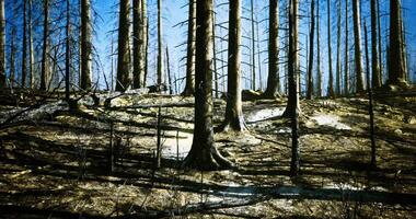 CGI Burnt forest landscape revealing resilience after wildfire damage video