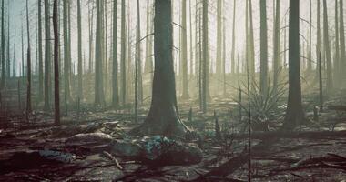 CGI Burned forest landscape shows aftermath of wildfire under soft light video